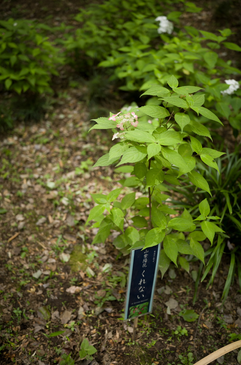 六義園 紫陽花 2025