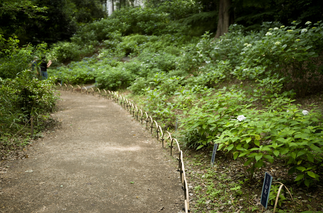 六義園 紫陽花 2025