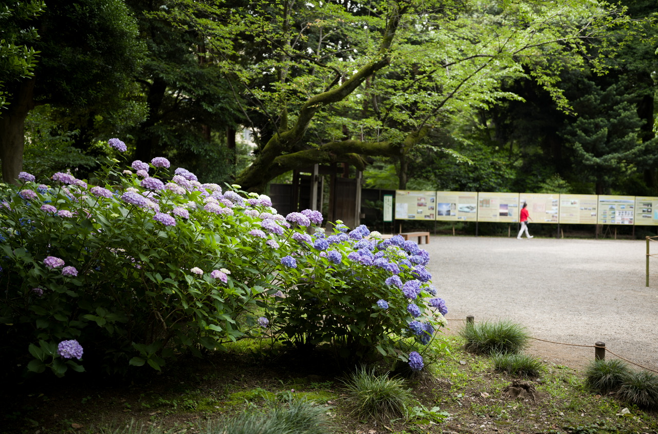六義園 紫陽花 2025