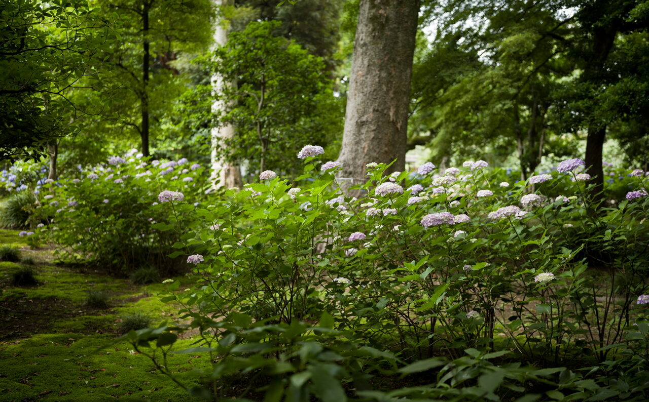 六義園 紫陽花 2025