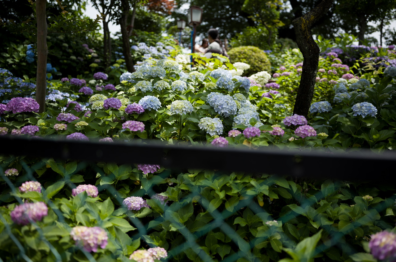 紫陽花 白山神社 富士塚