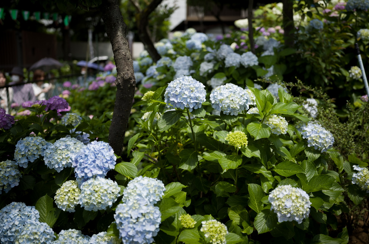 紫陽花 白山神社 あじさいフェスティバル6