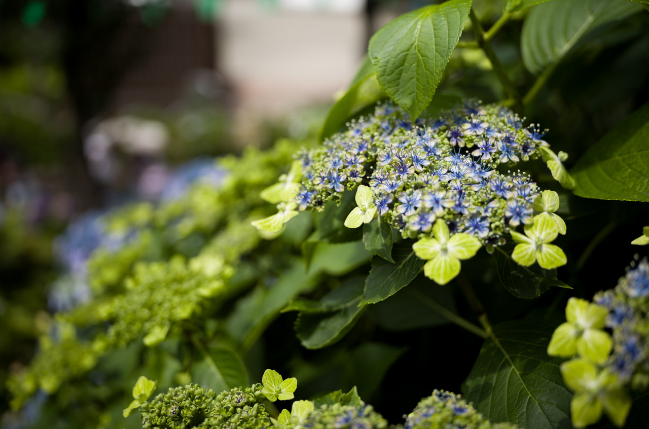 紫陽花 白山神社 あじさいフェスティバル10