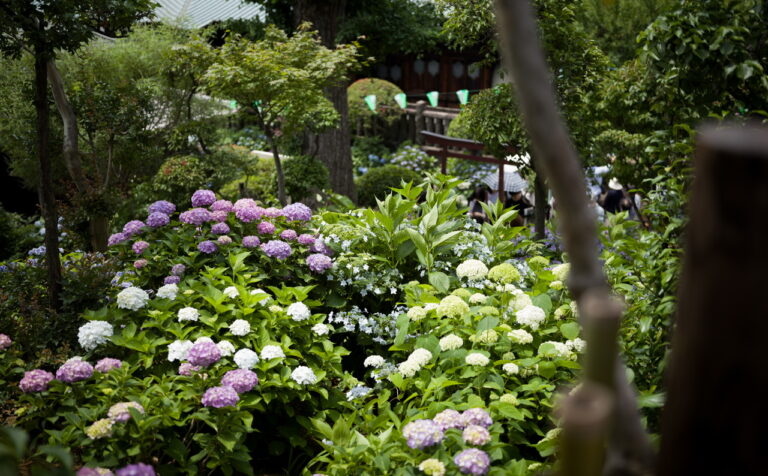 紫陽花 白山神社 あじさいフェスティバル11