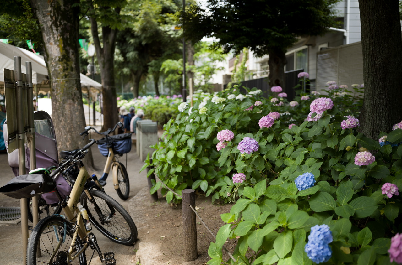 紫陽花 白山神社 あじさいフェスティバル3