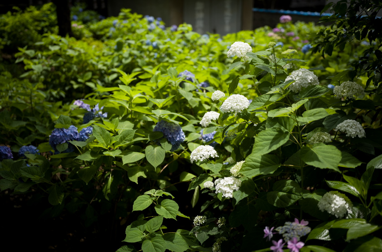紫陽花 白山神社 あじさいフェスティバル1