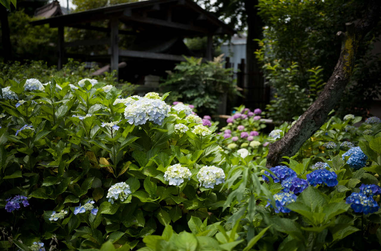 紫陽花 白山神社 あじさいフェスティバル2