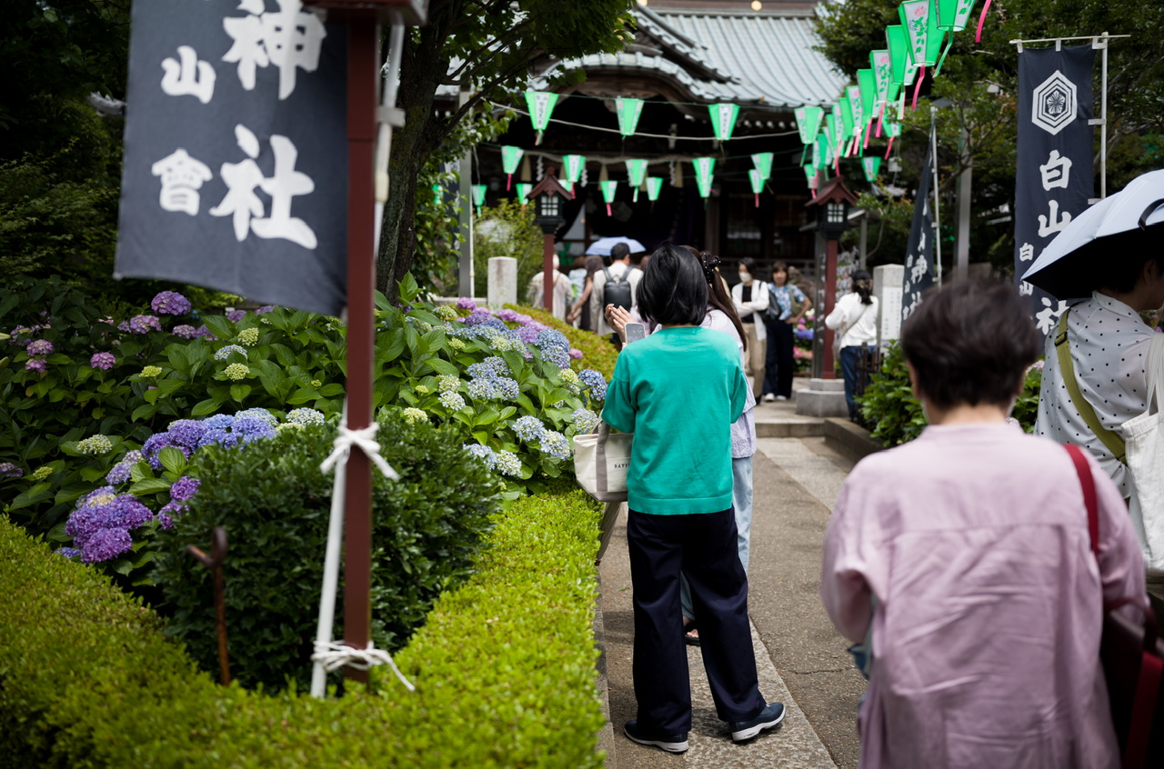 紫陽花 白山神社 あじさいフェスティバル14