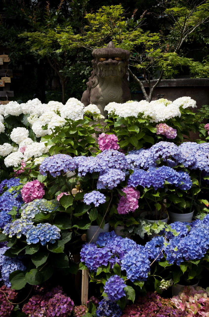 紫陽花 白山神社 あじさいフェスティバル17