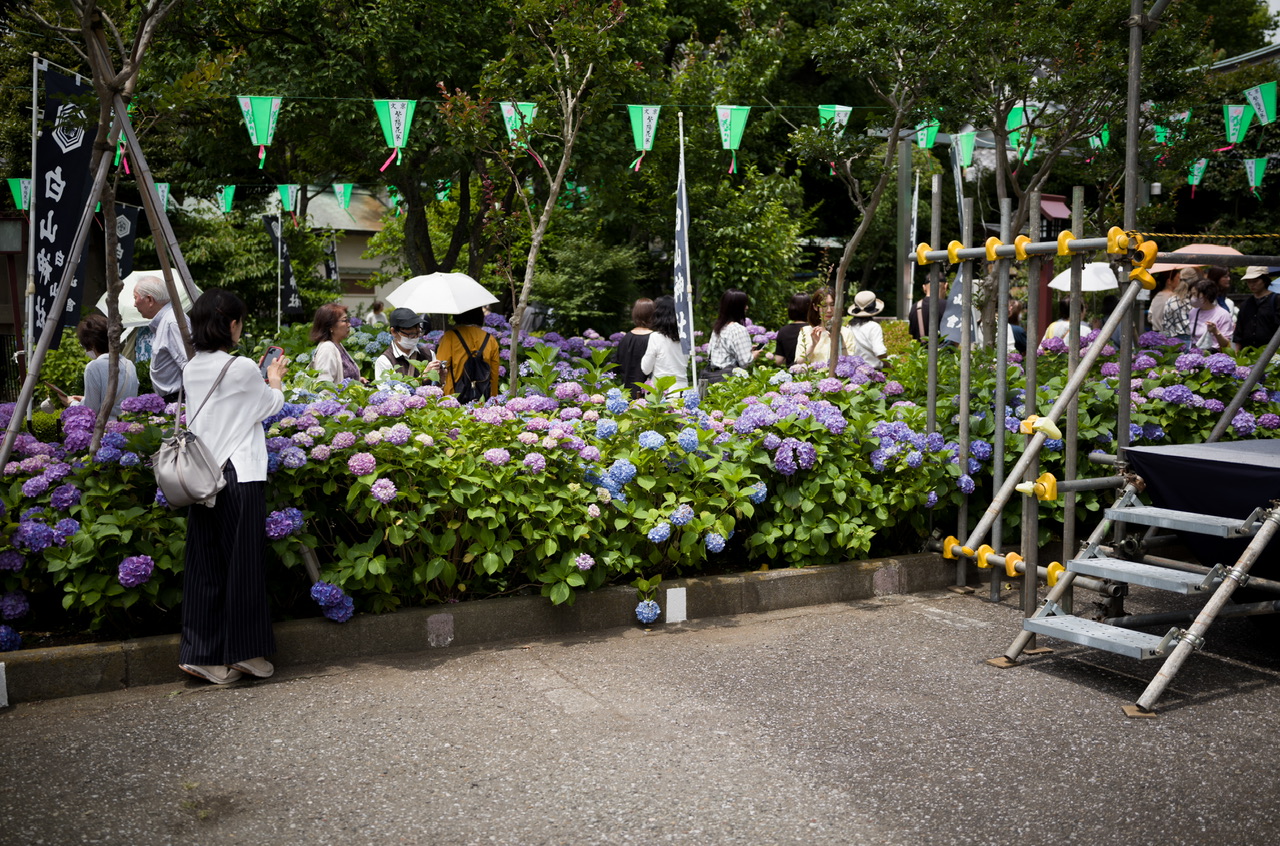 紫陽花 白山神社 あじさいフェスティバル19