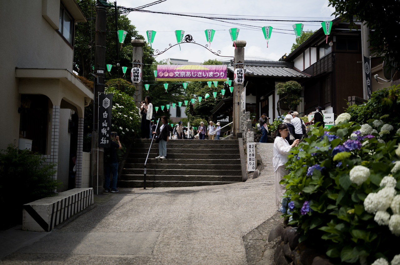 紫陽花 白山神社 あじさいフェスティバル20