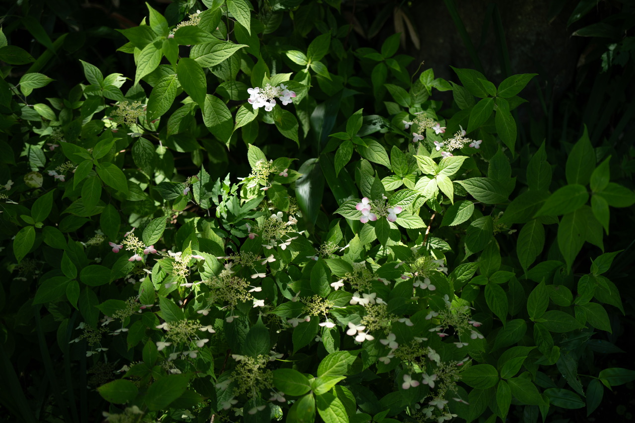 西の河原公園 草津温泉 紫陽花