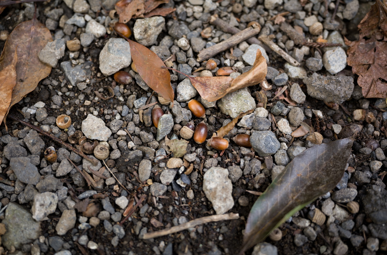 高尾山 2025年11月2日 どんぐり