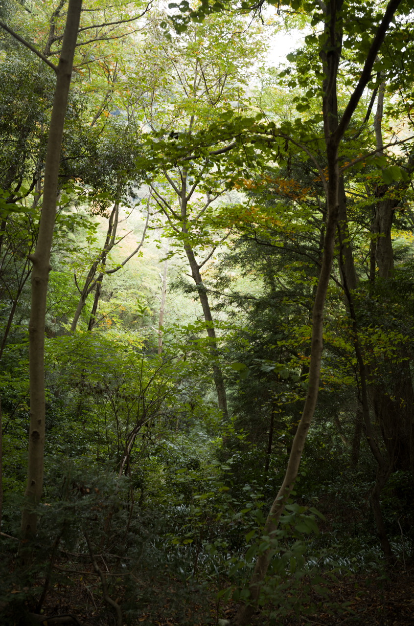 高尾山 2025年11月2日 紅葉