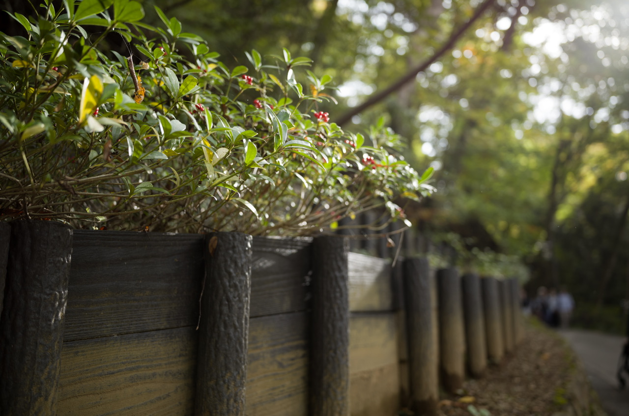 高尾山 2025年11月2日 紅葉