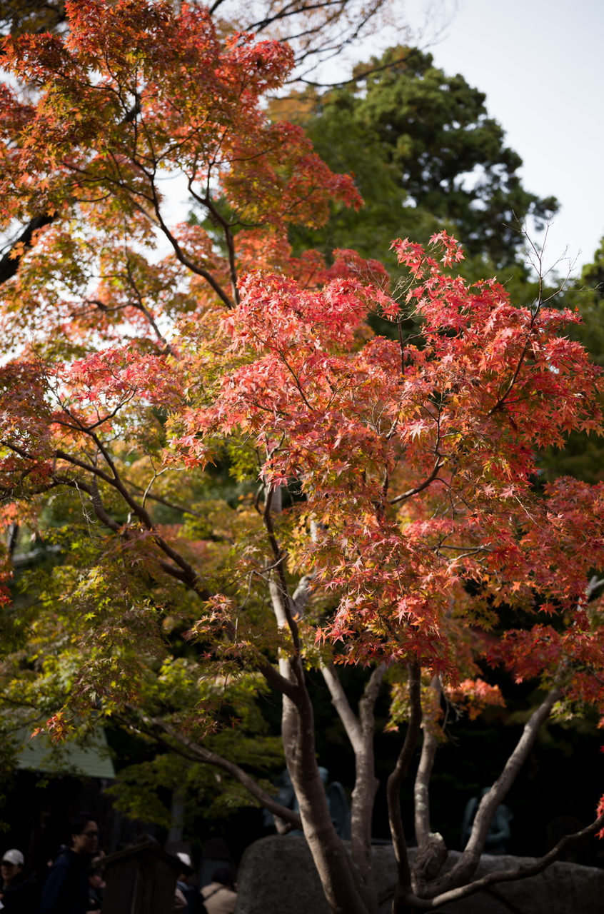 高尾山 2025年11月2日 紅葉