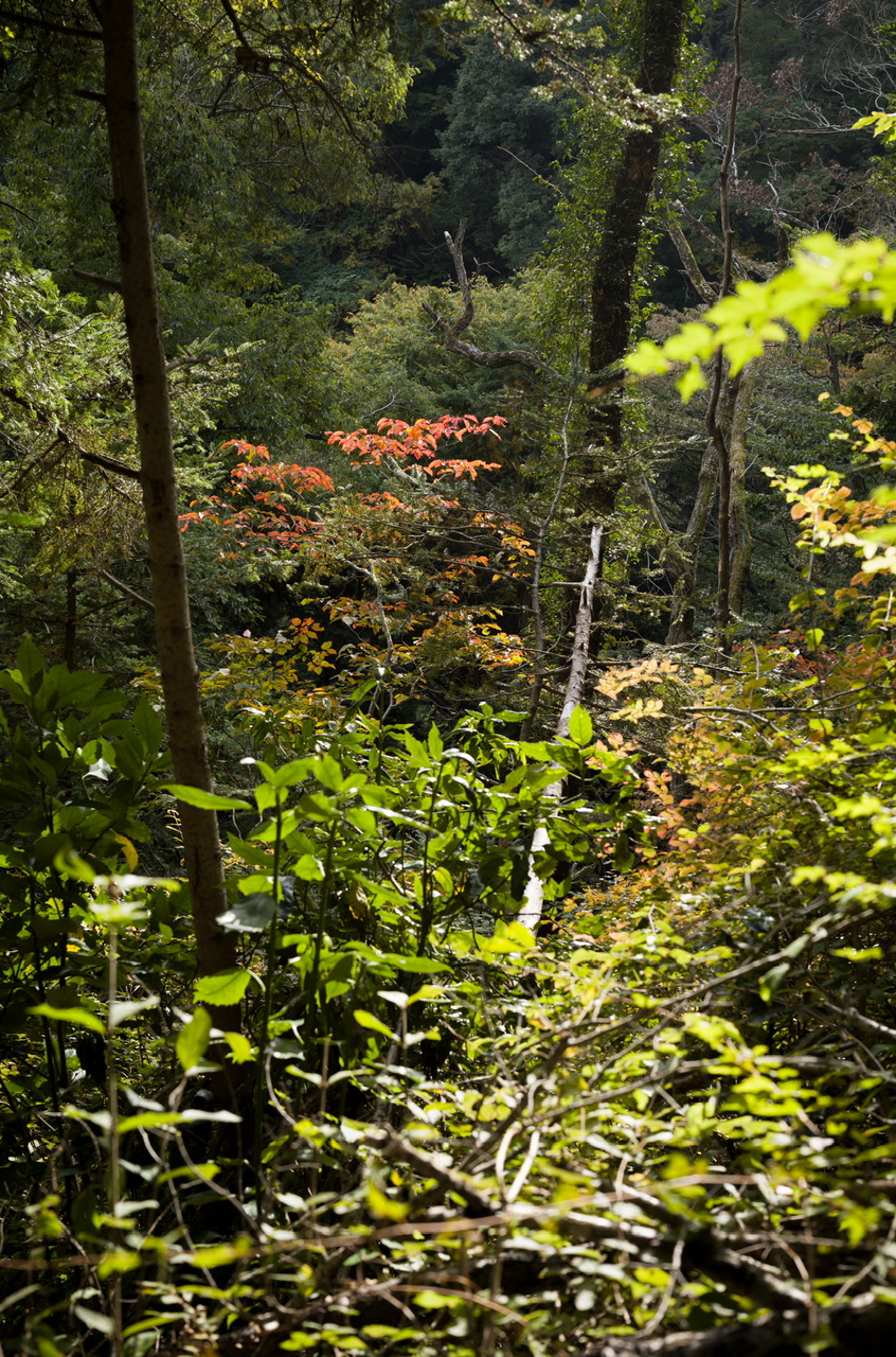 高尾山 2025年11月2日 紅葉