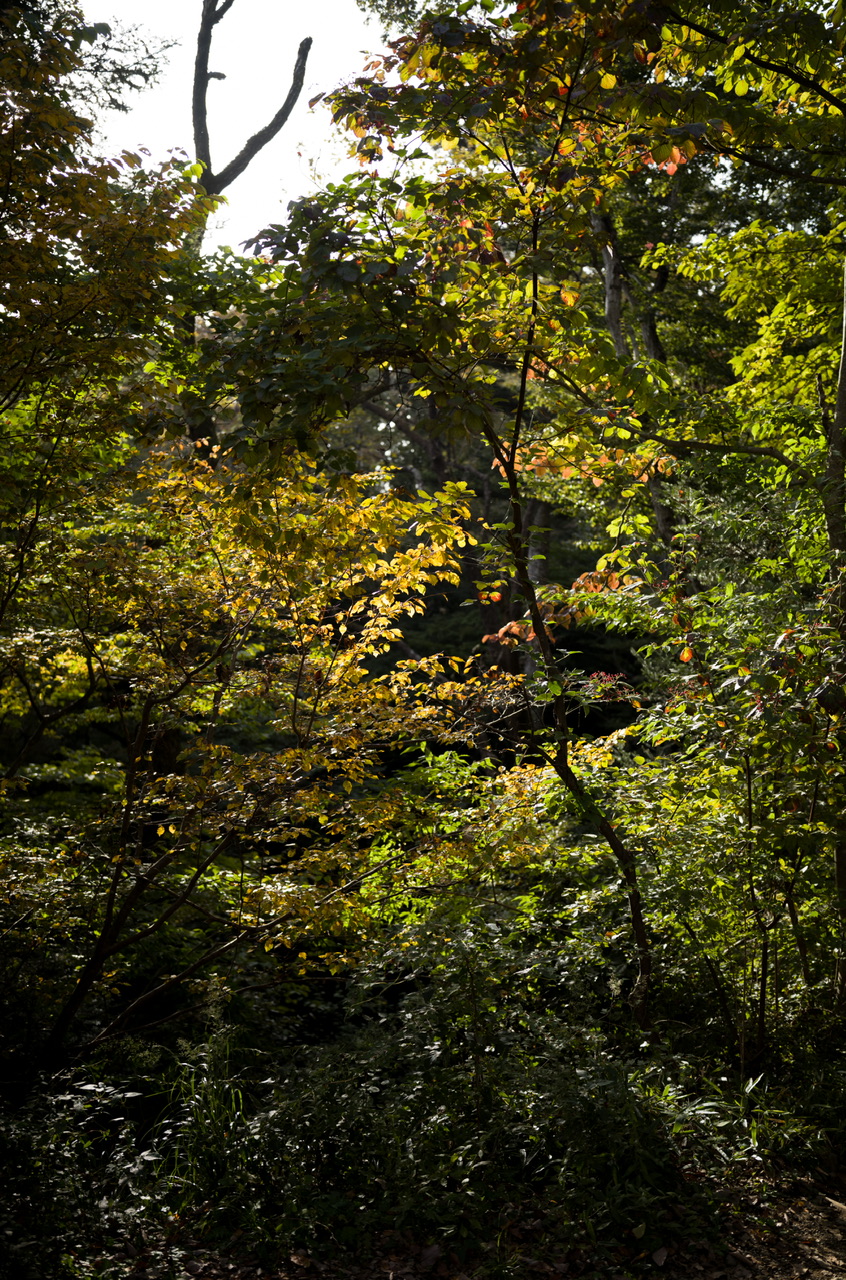 高尾山 2025年11月2日 紅葉