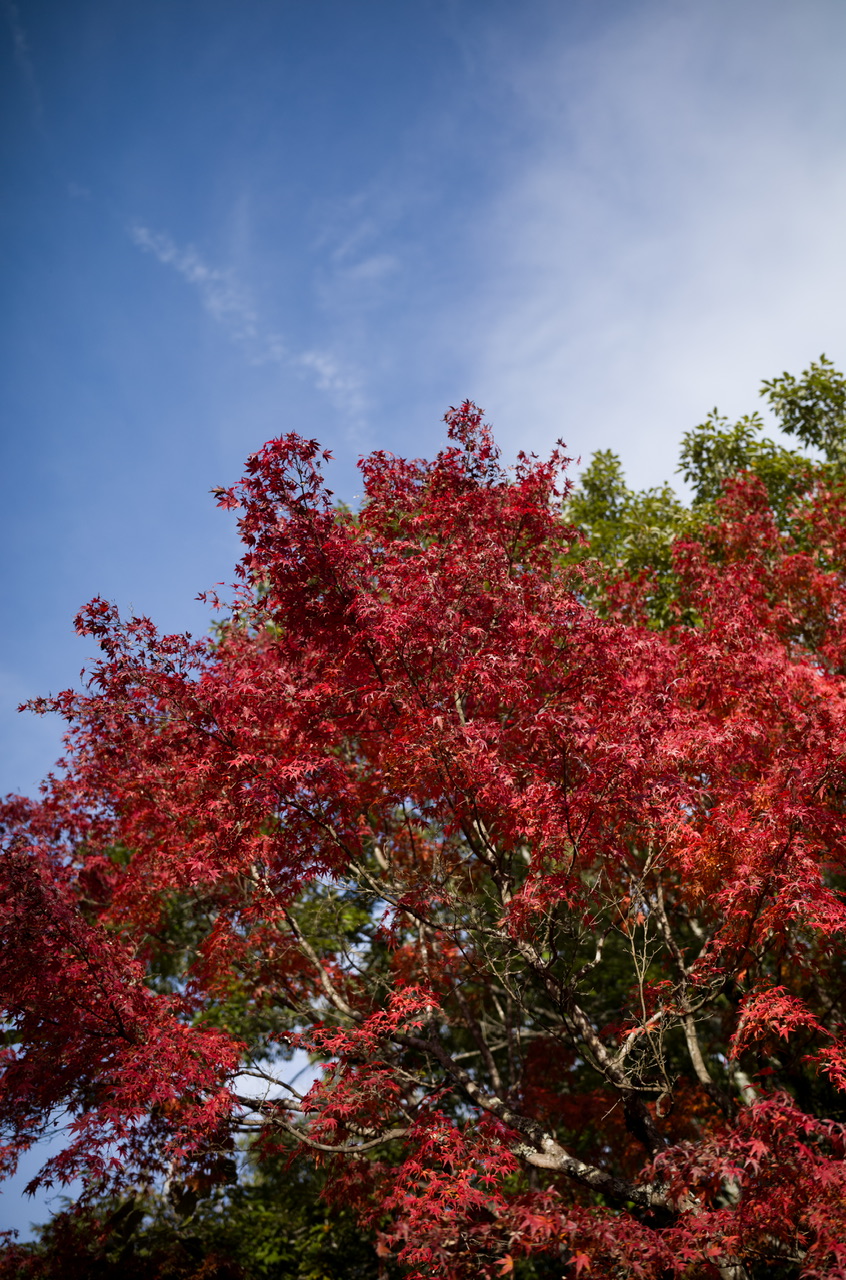 高尾山 2025年11月2日 紅葉