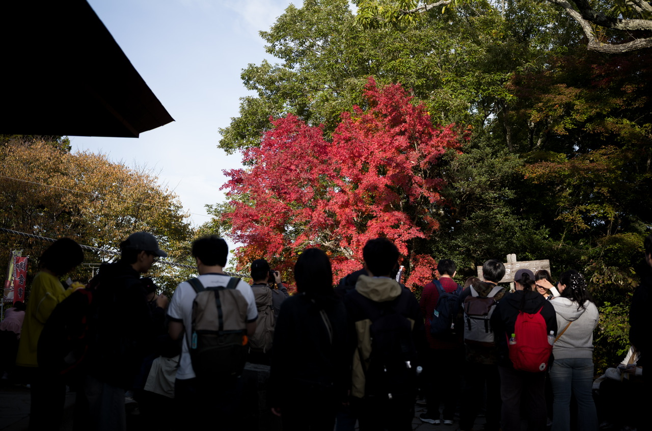 高尾山 2025年11月2日 紅葉