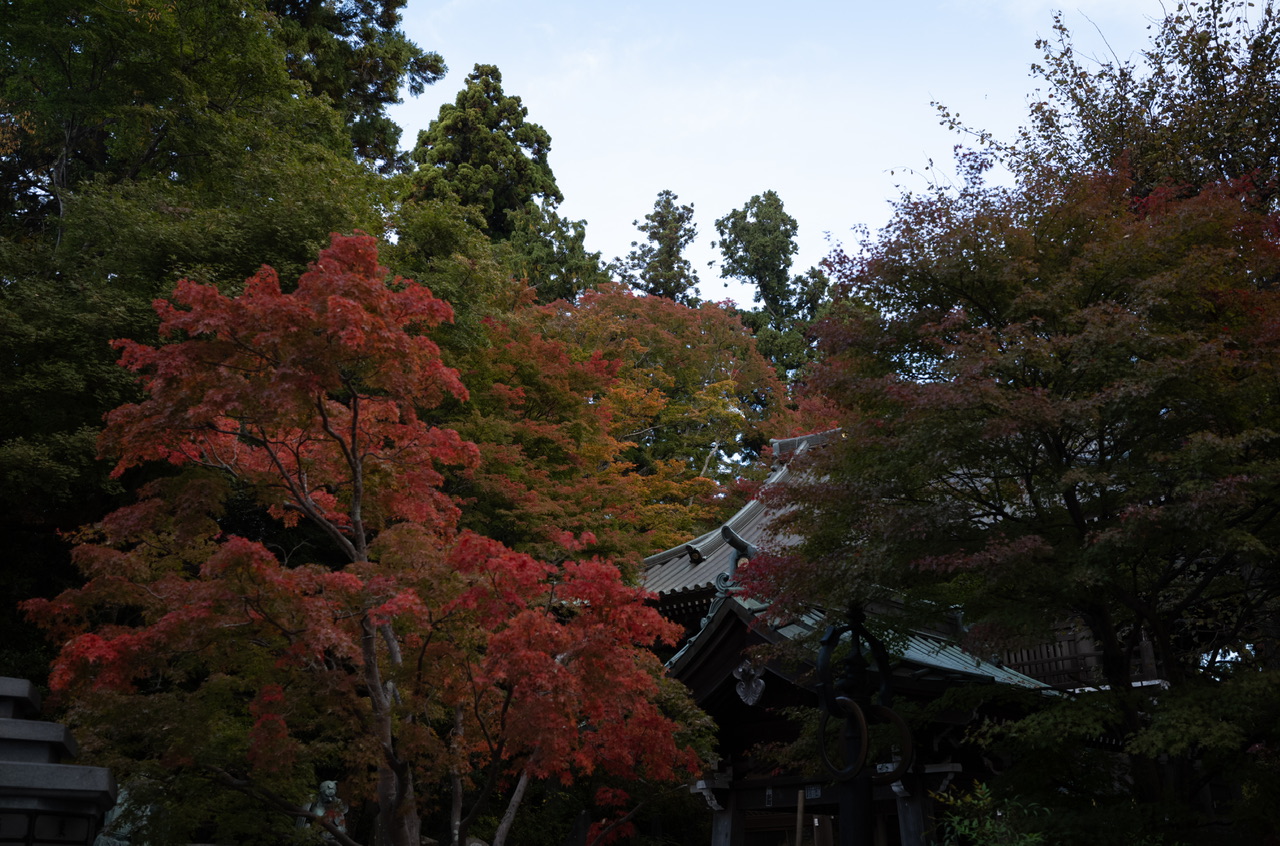 高尾山 2025年11月2日 紅葉
