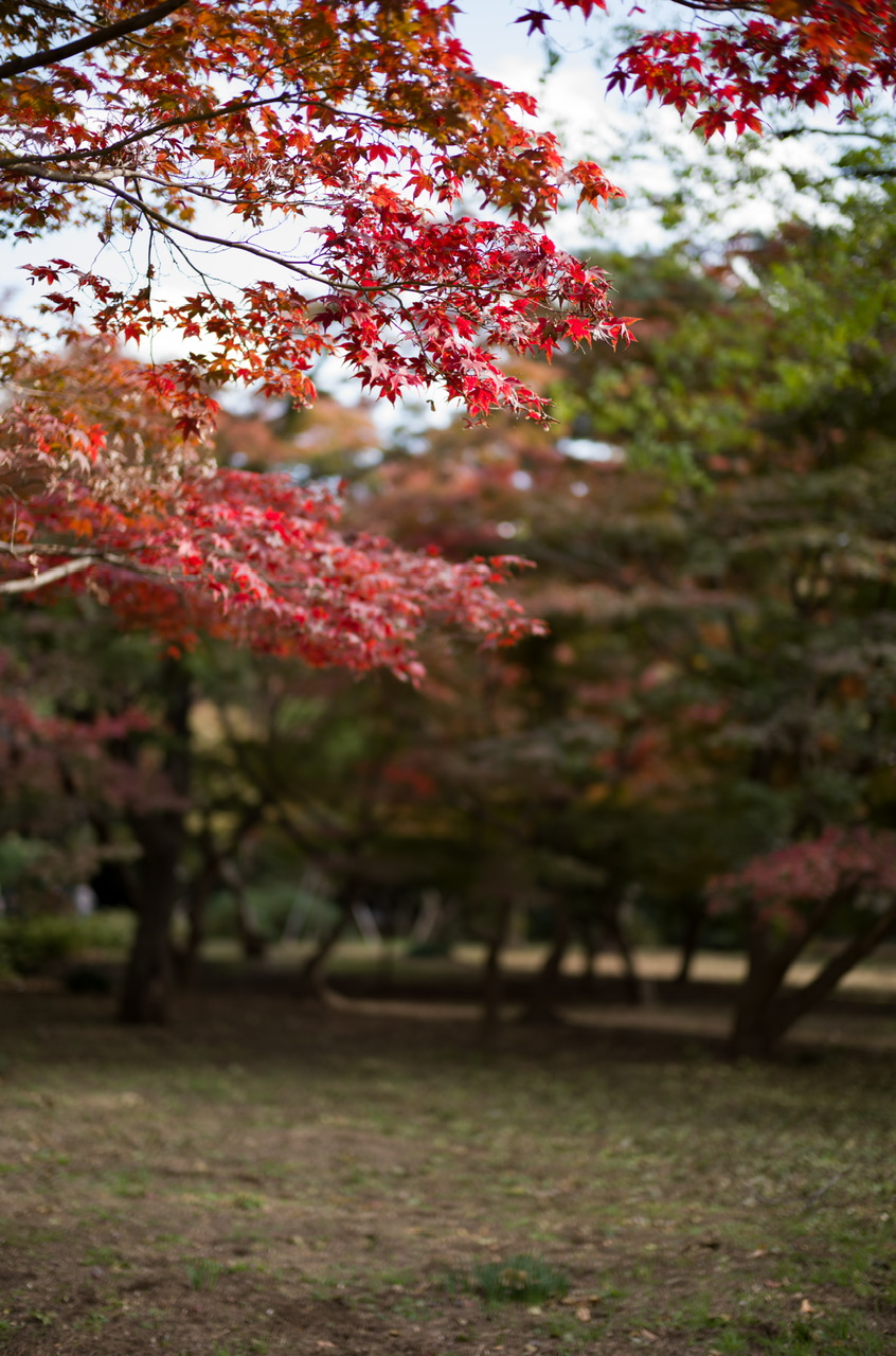 新宿御苑 紅葉 2025/11/16