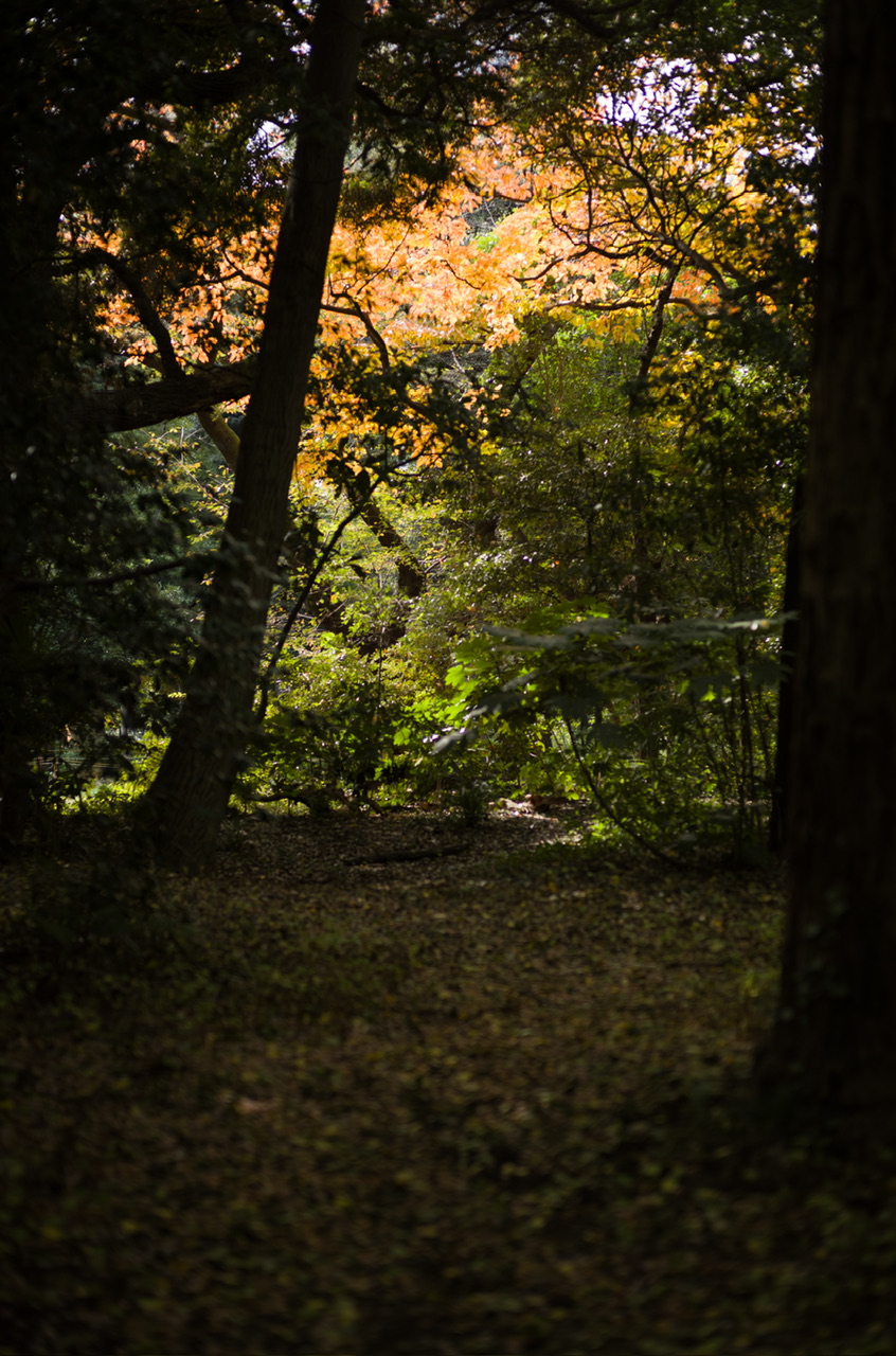 新宿御苑 紅葉 2025/11/16