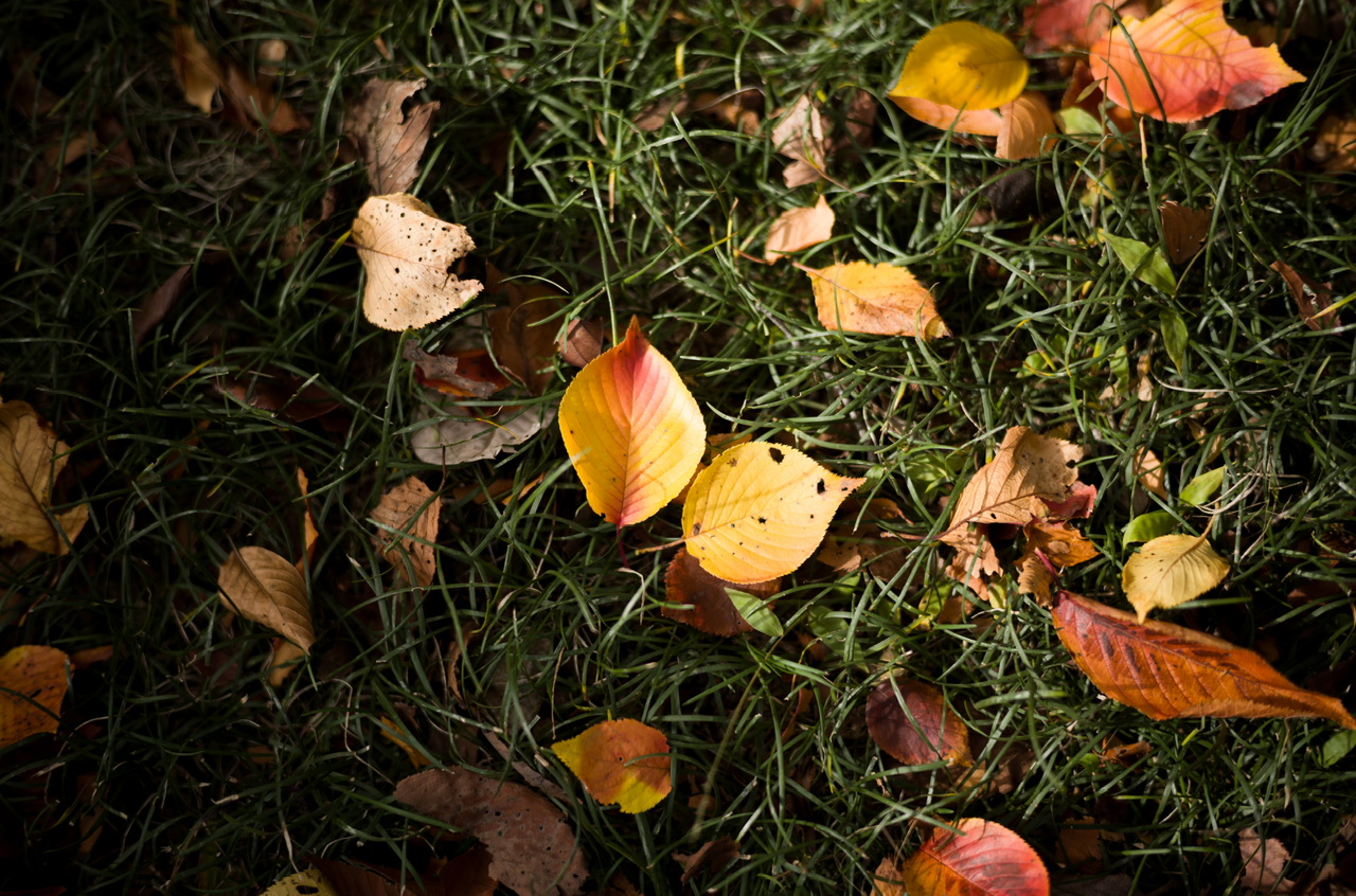 新宿御苑 紅葉 2025/11/16