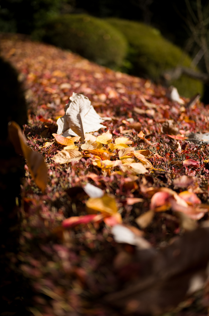 新宿御苑 紅葉 2025/11/16