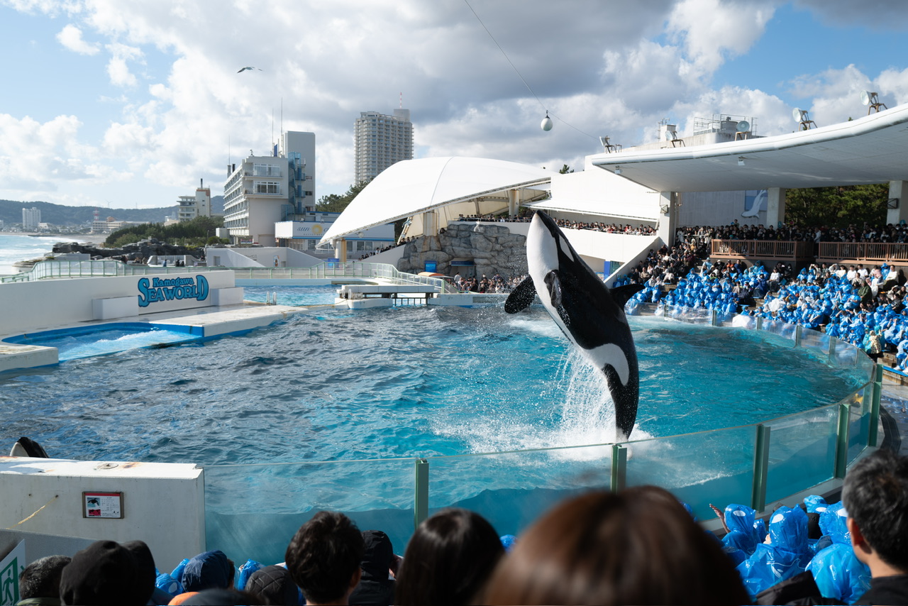 鴨川シーワールド シャチ