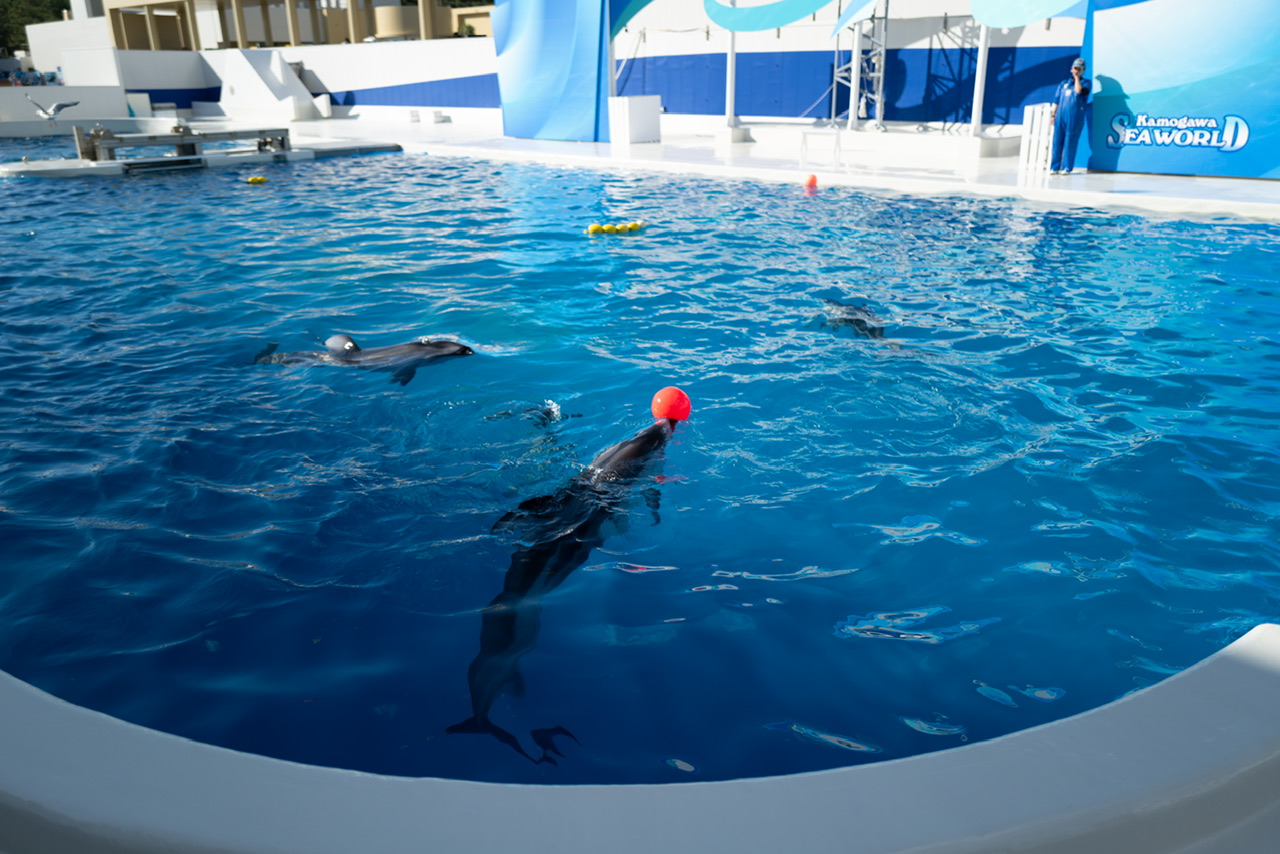 鴨川シーワールド イルカ
