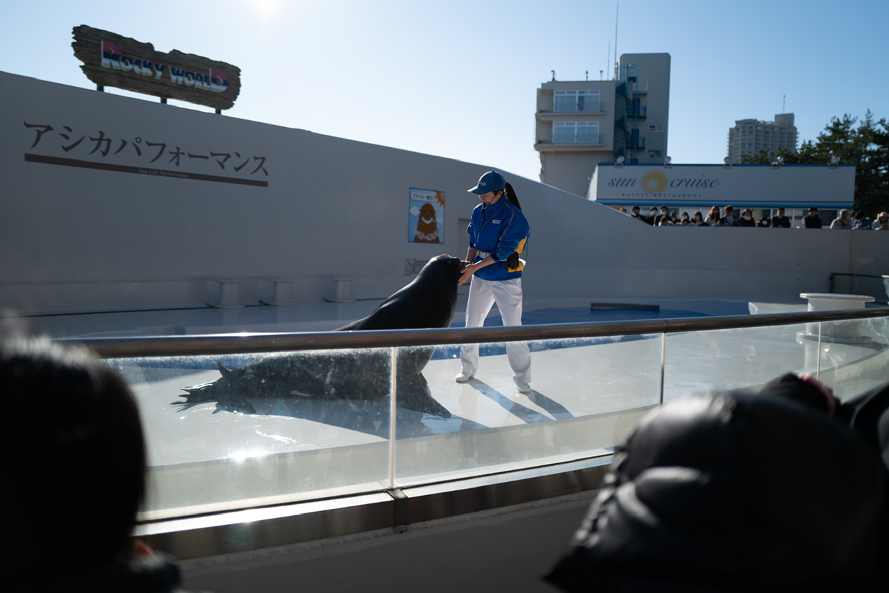 鴨川シーワールド アシカ