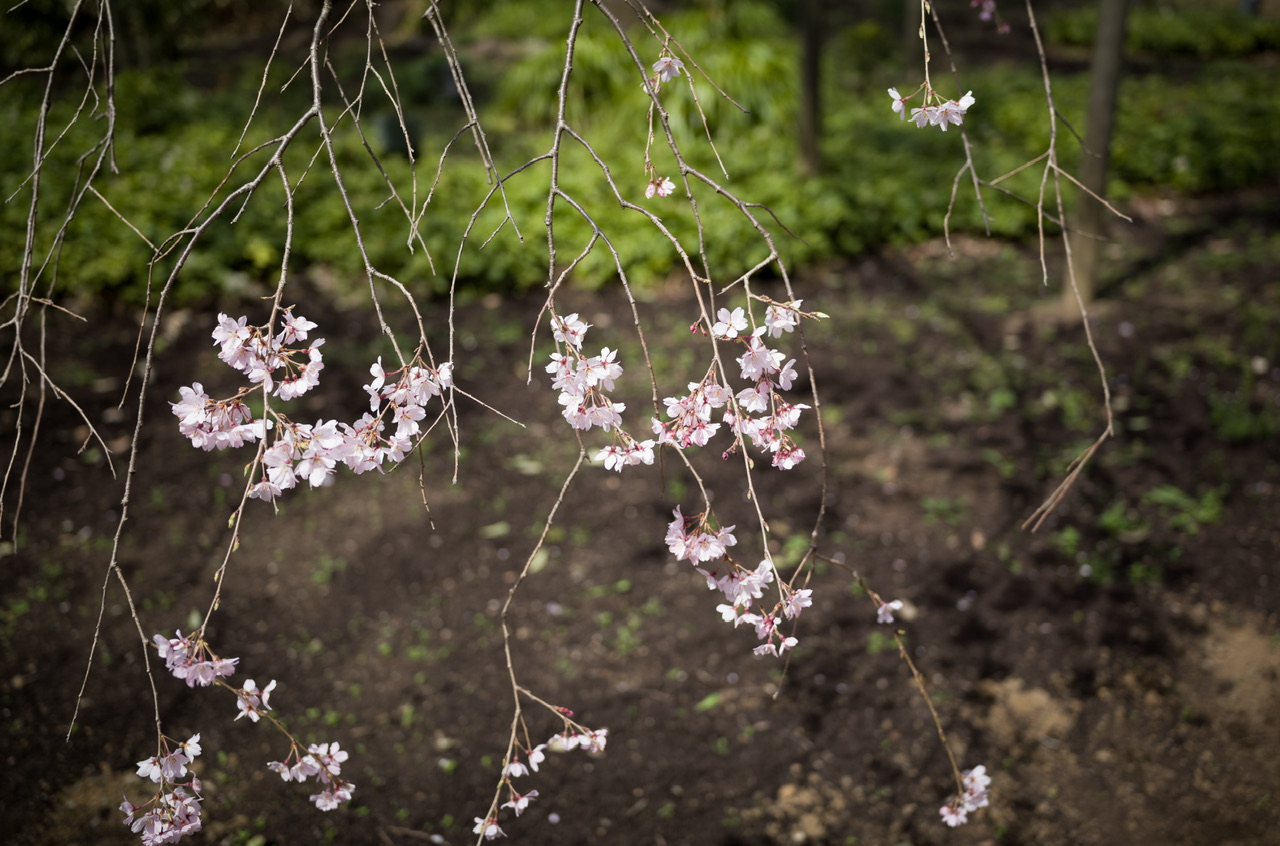 六義園 桜 2026.3.22