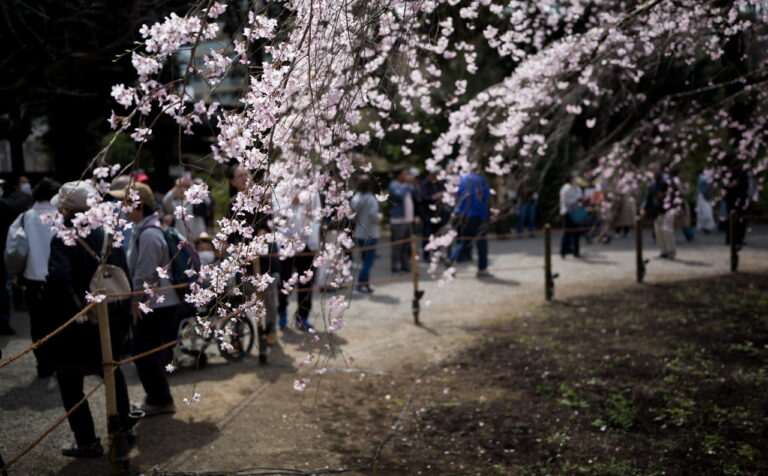 六義園 桜 2026.3.22