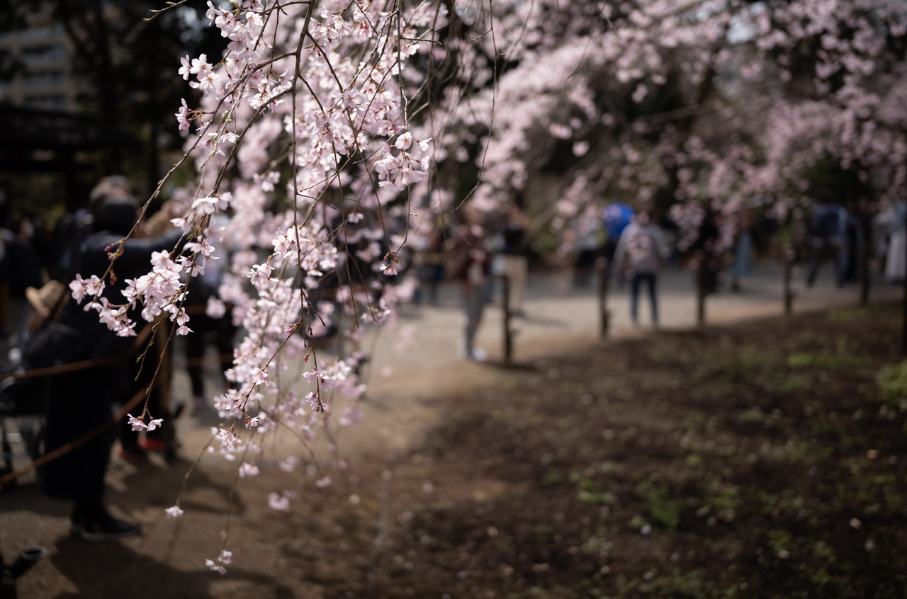 六義園 桜 2026.3.22