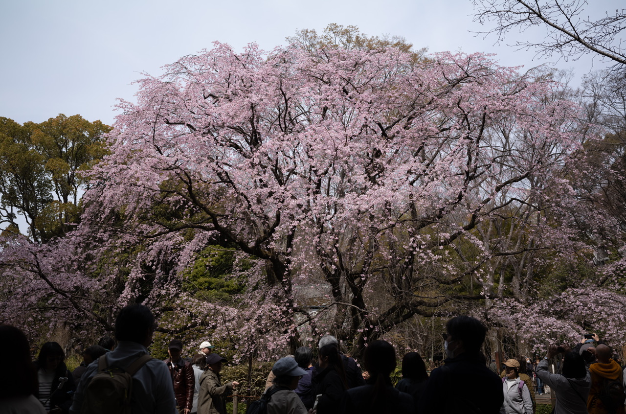 六義園 桜 2026.3.22