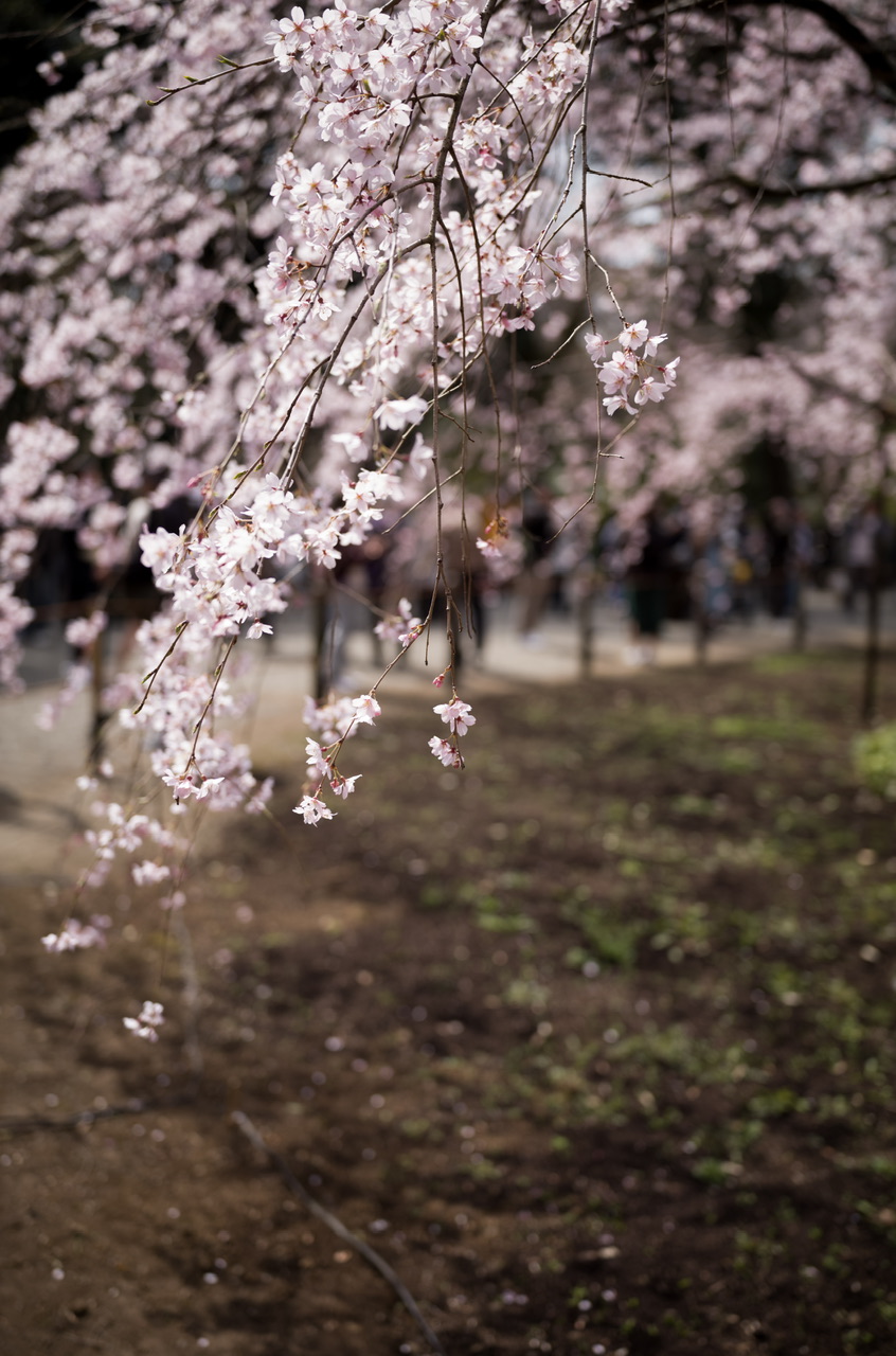 六義園 桜 2026.3.22
