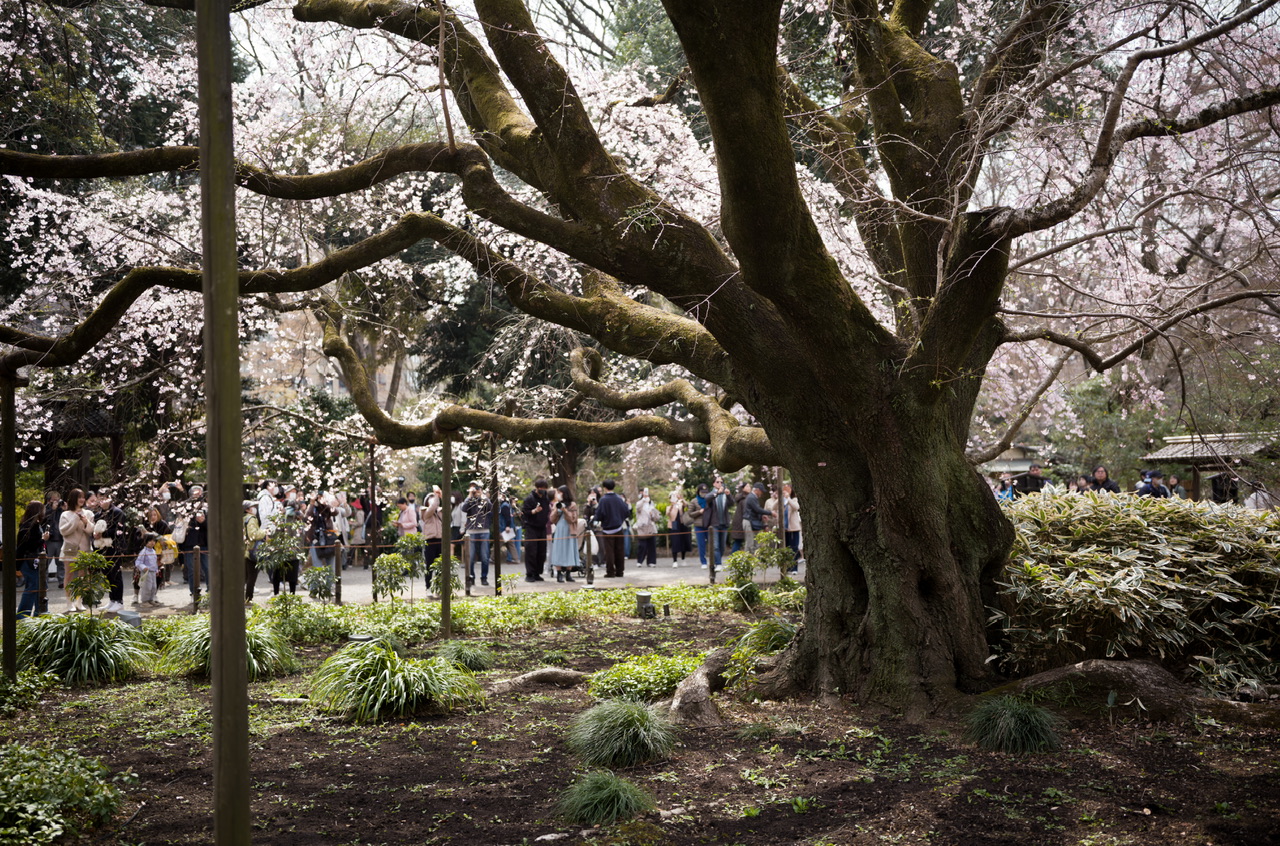 六義園 桜 2026.3.22