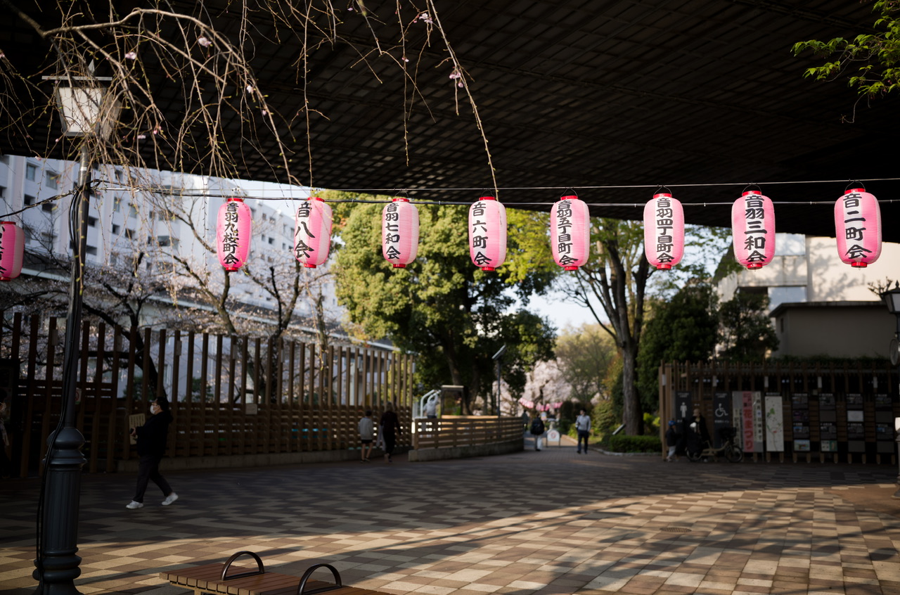 神田川 桜 2026.3.29