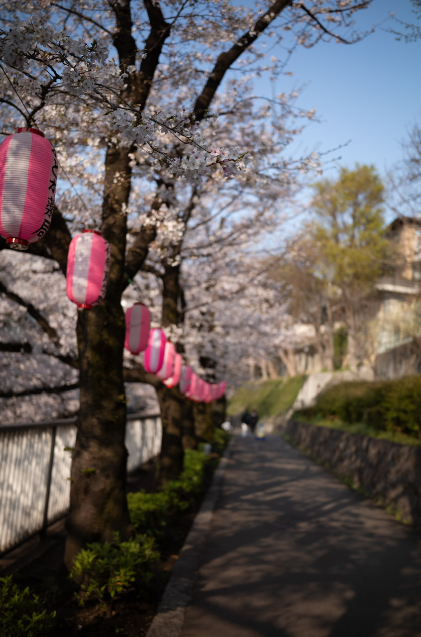 神田川 桜 2026.3.29