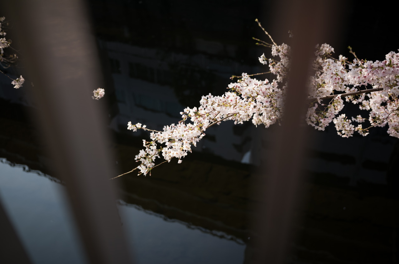 神田川 桜 2026.3.29