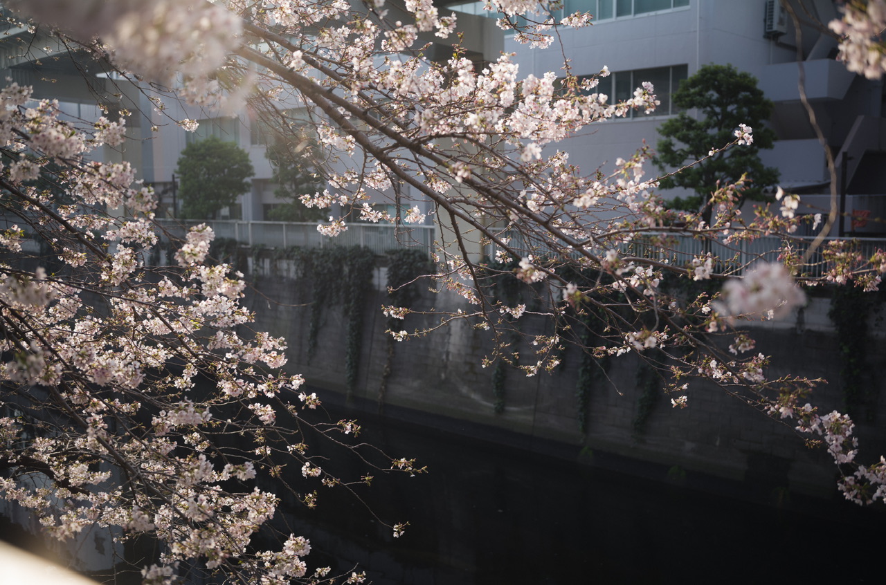 神田川 桜 2026.3.29