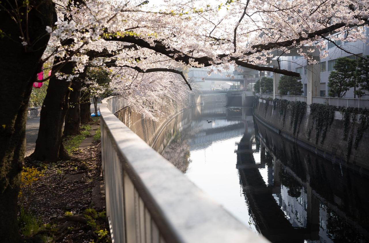 神田川 桜 2026.3.29