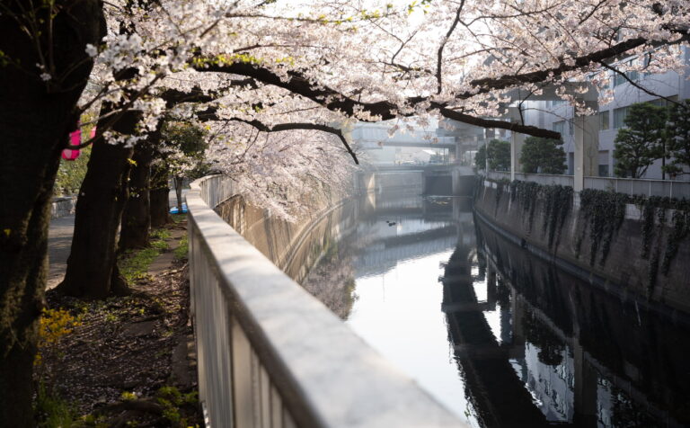 神田川 桜 2026.3.29