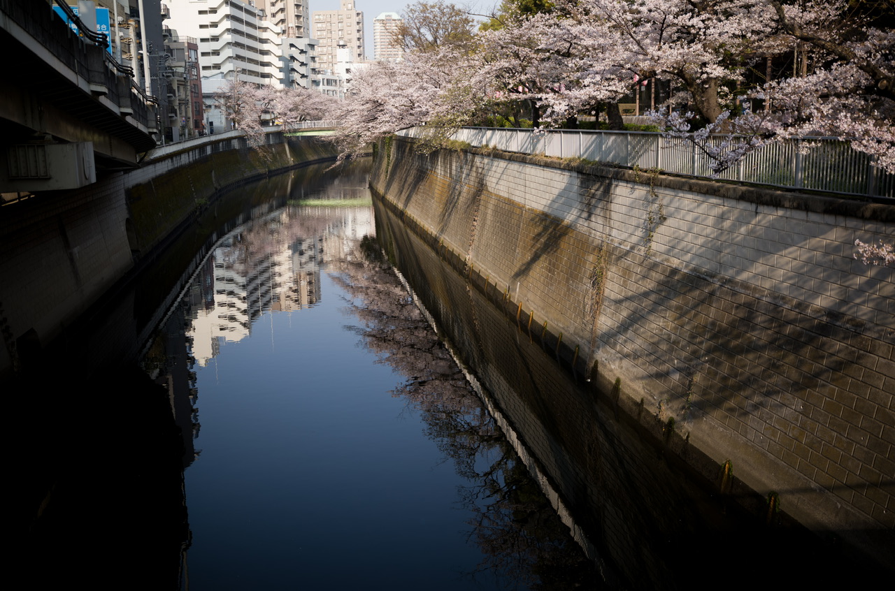 神田川 桜 2026.3.29