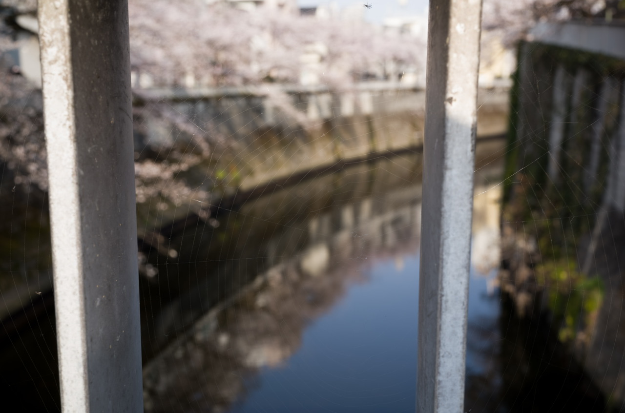 神田川 桜 2026.3.29