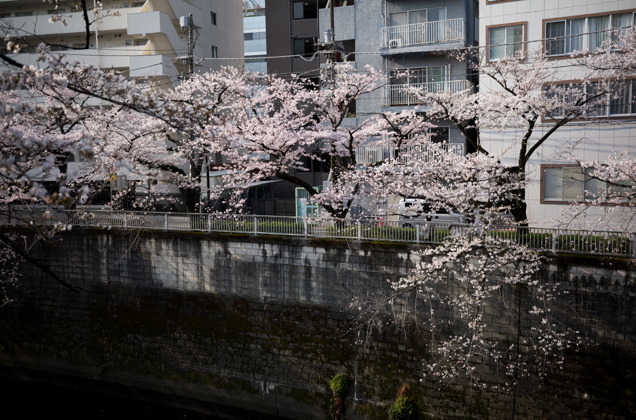 神田川 桜 2026.3.29