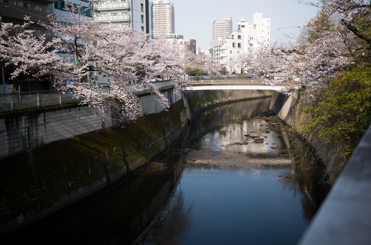 神田川 桜 2026.3.29