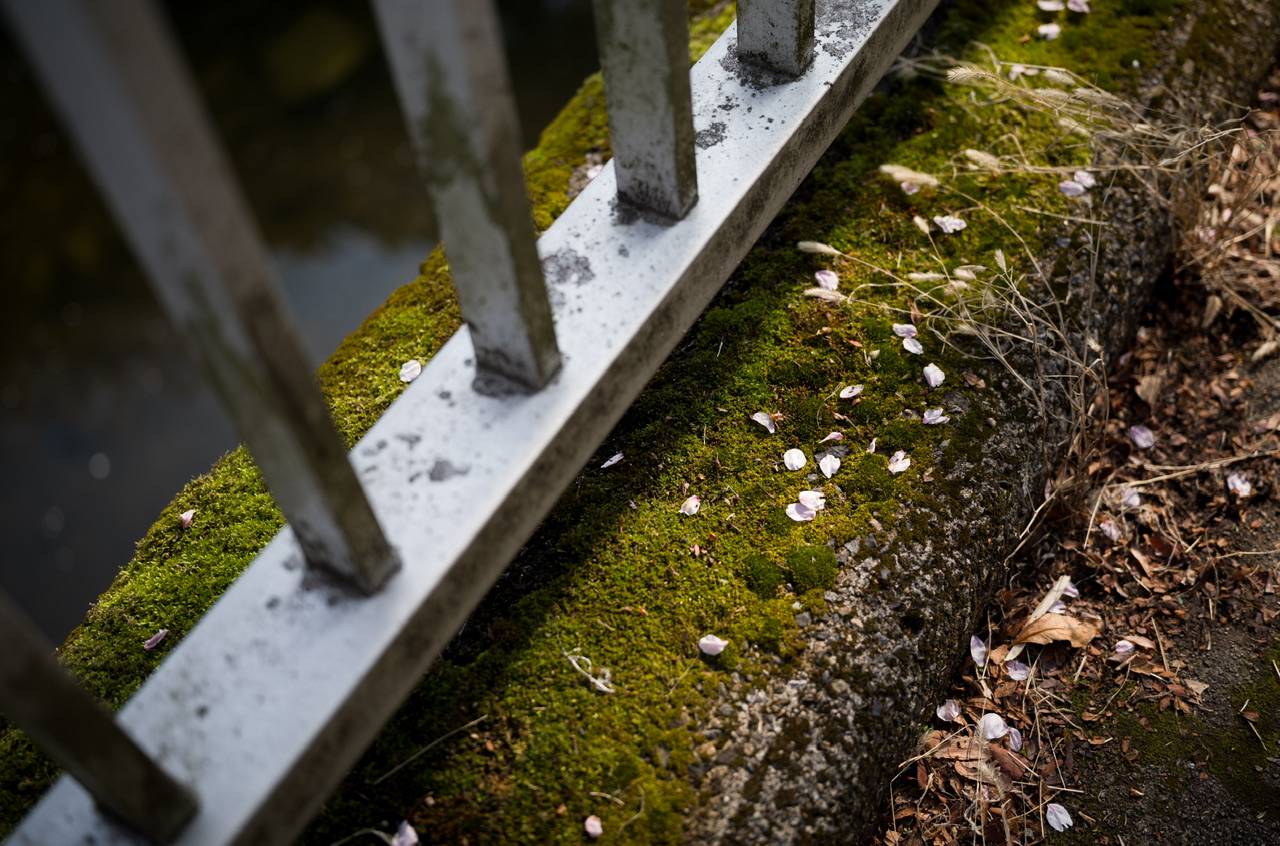 神田川 桜 2026.3.29
