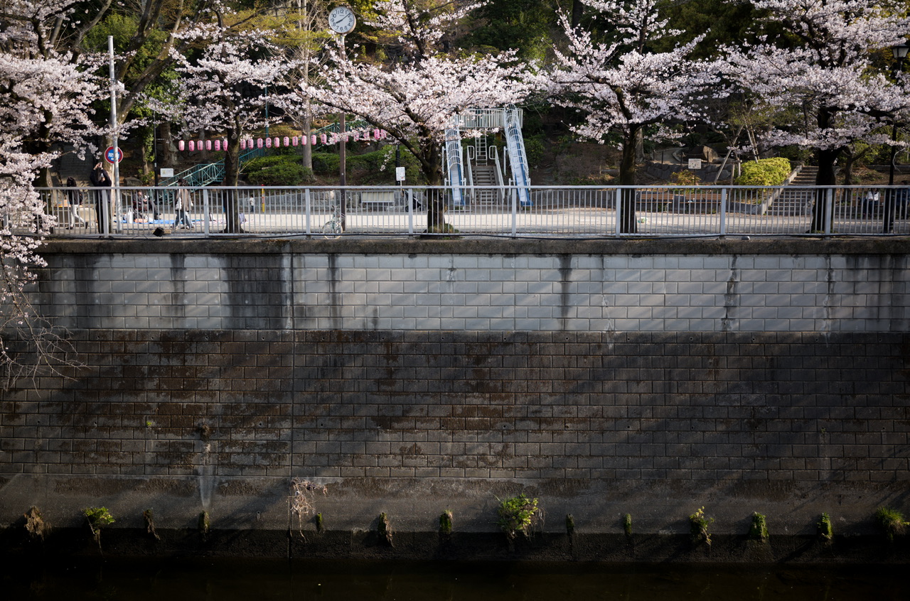 神田川 桜 2026.3.29